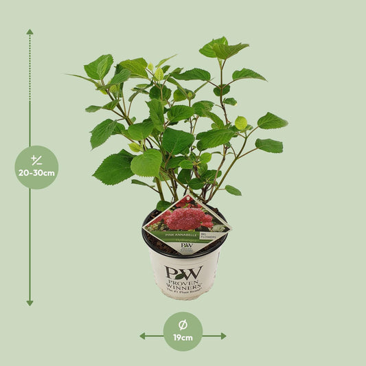 Endlose Hortensie 'Pink Annabelle' Ø19cm, 30cm hoch