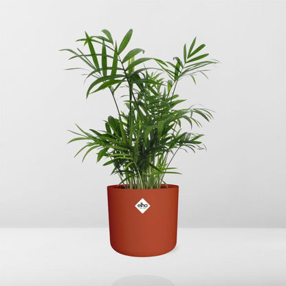 Chamaedorea Zwergbergpalme in ELHO b.for soft Rond 14cm Brique
