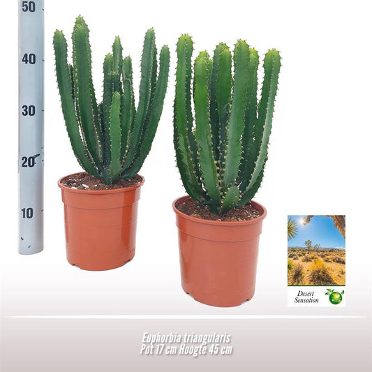 Euphorbia Triangularis – Pflegeleichte Trendpflanze Ø17cm