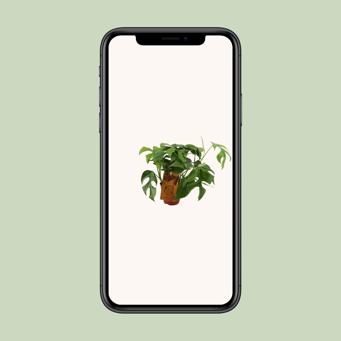 Monstera Minima – Kompakte pflegeleichte Zimmerpflanze Ø12cm
