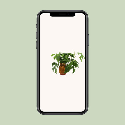 Monstera Minima – Kompakte pflegeleichte Zimmerpflanze Ø12cm