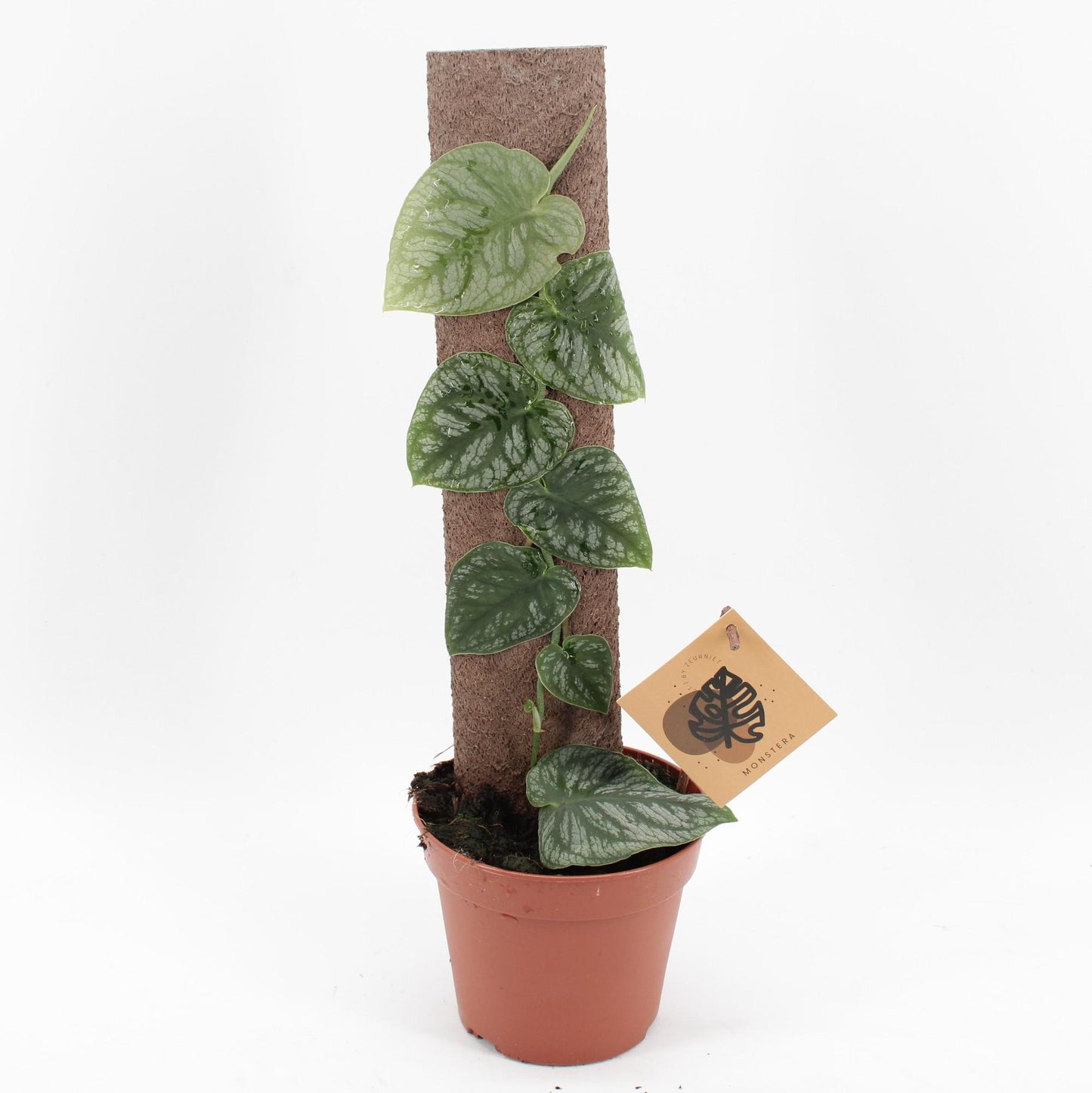 Monstera Dubia – Pflegeleichte Schindelpflanze Ø14cm