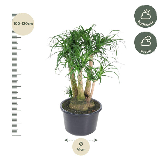 Beaucarnea vertakt – Exotische, pflegeleichte Zimmerpflanze 110 cm