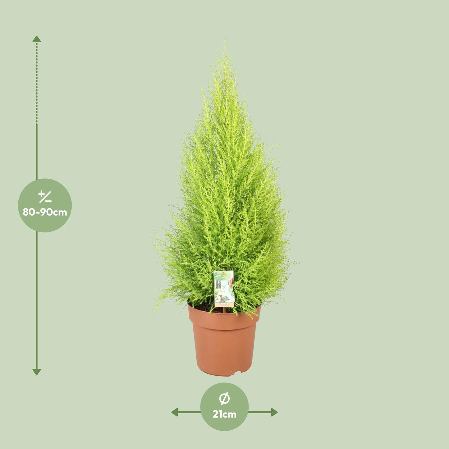 Cupressus Goldcrest Wilma – Kompakte Goldzeder Ø21cm, 90cm hoch