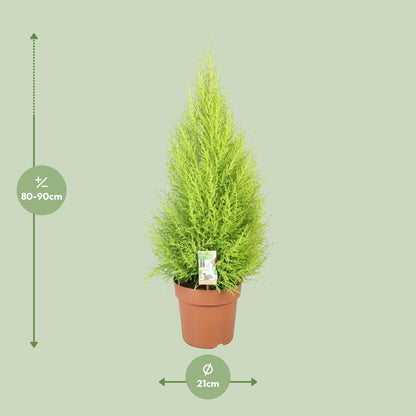 Cupressus Goldcrest Wilma – Kompakte Goldzeder Ø21cm, 90cm hoch