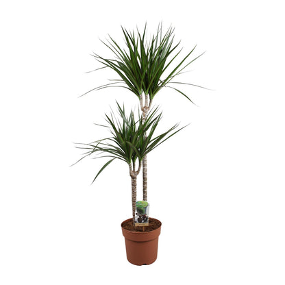 Dracaena Marginata – Pflegeleichte Zimmerpflanze Ø19cm, 110cm hoch