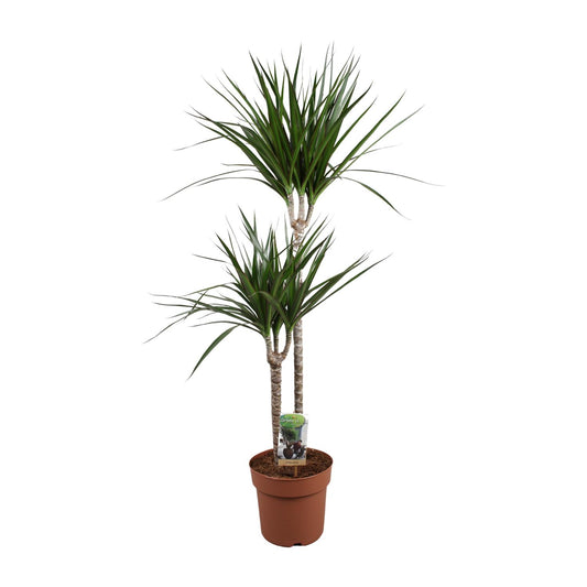 Dracaena Marginata – Pflegeleichte Zimmerpflanze Ø19cm, 110cm hoch