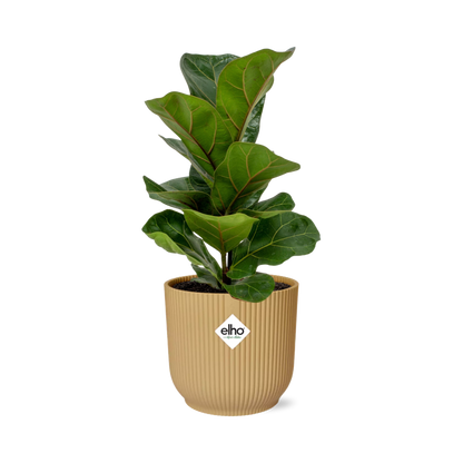 Ficus Lyrata ‘Bambino’ – Pflegeleichte Zimmerpflanze im ELHO Vibes Fold Topf