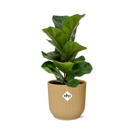 Ficus Lyrata ‘Bambino’ – Pflegeleichte Zimmerpflanze im ELHO Vibes Fold Topf