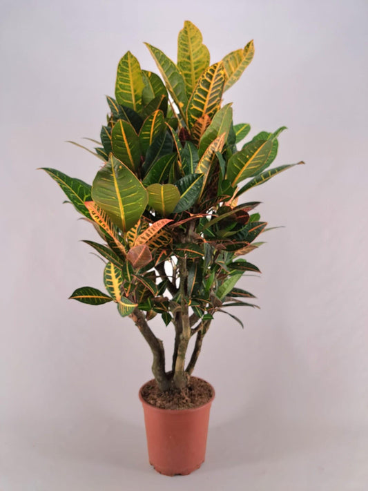 Kroton Petra – Farbenfrohe, pflegeleichte Zimmerpflanze Ø21cm