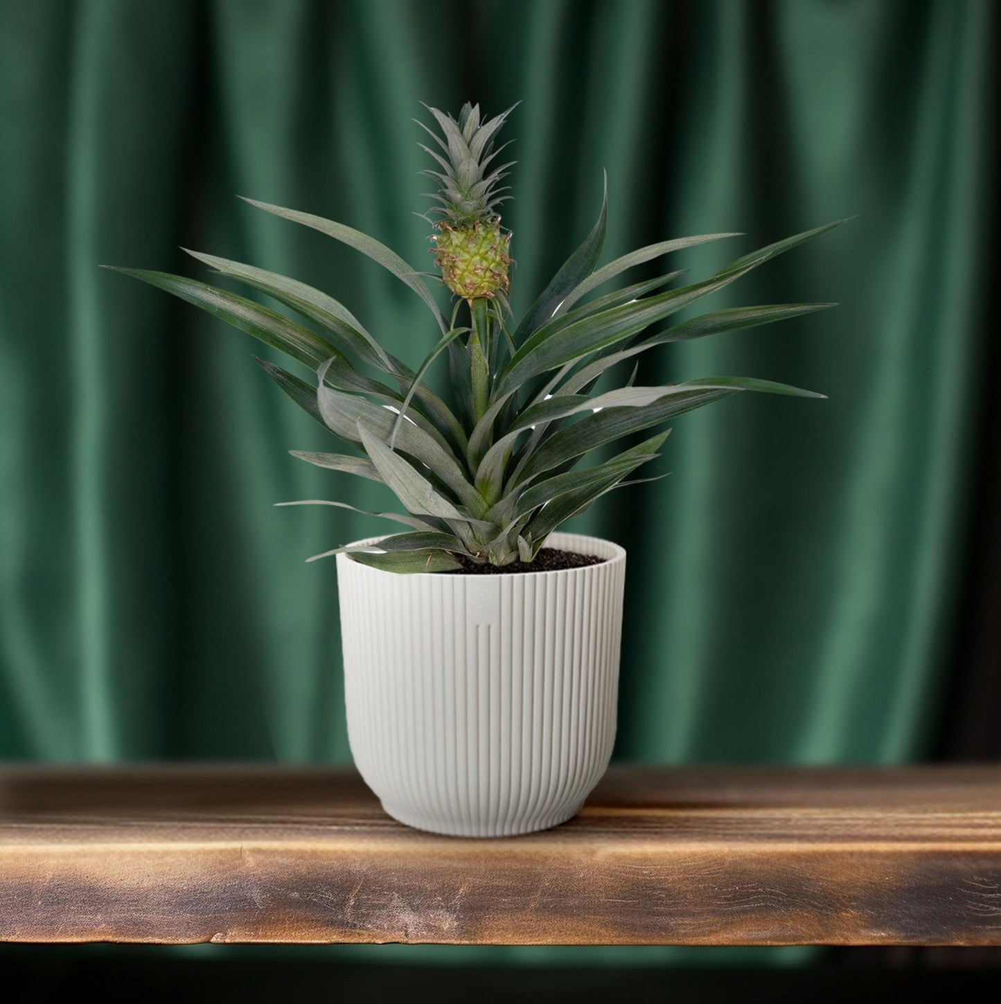 Bromelia Ananas Zimmerpflanze Ø12 cm, 30 cm hoch