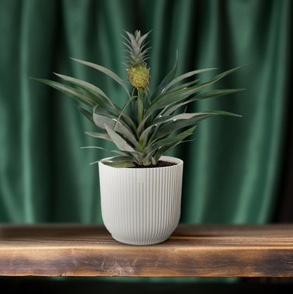 Bromelia Ananas Zimmerpflanze Ø12 cm, 30 cm hoch