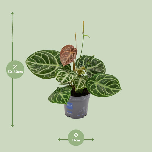 Anthurium Crystal Hybride Compact Ø17cm, ca. 40cm hoch