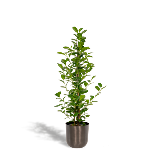 Ficus microcarpa Moclame – Pflegeleichte luftreinigende Zimmerpflanze Ø21cm