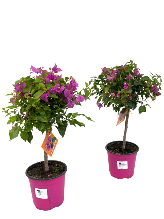 Bougainvillea Stamm – Mediterrane Zauberblume Ø17cm