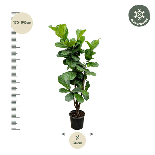 Ficus Lyrata vertakt – Geigenfeige 170 cm Ø32