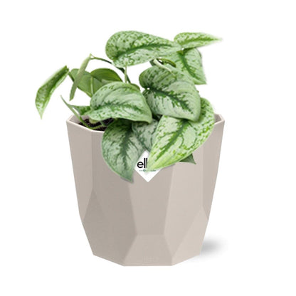 Scindapsus Pictus ‘Trebie’ in ELHO b.for rock 14 cm warm grey