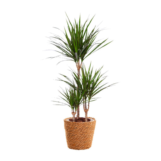Dracaena Marginata – Pflegeleichter Drachenbaum Ø21cm, 95cm hoch