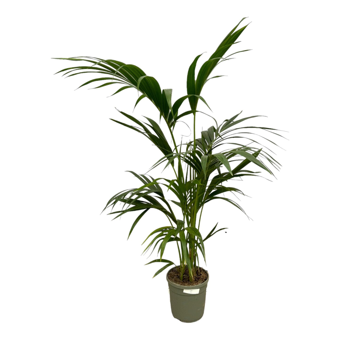Kentia-Palme 130 cm – Pflegeleichte Zimmerpflanze