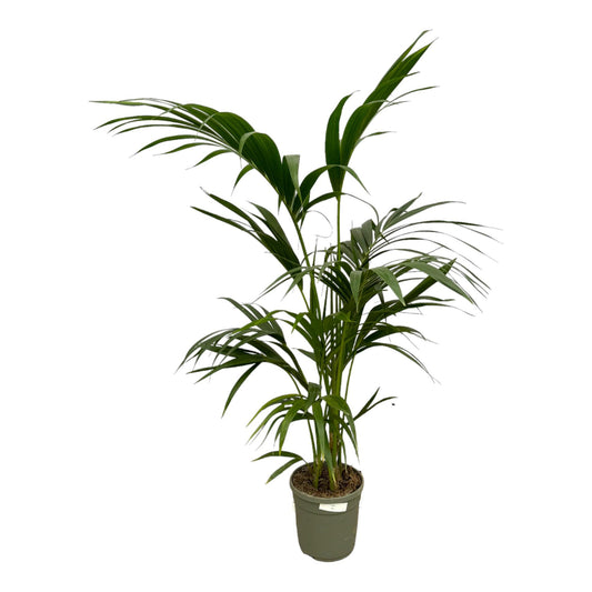 Kentia-Palme 130 cm – Pflegeleichte Zimmerpflanze