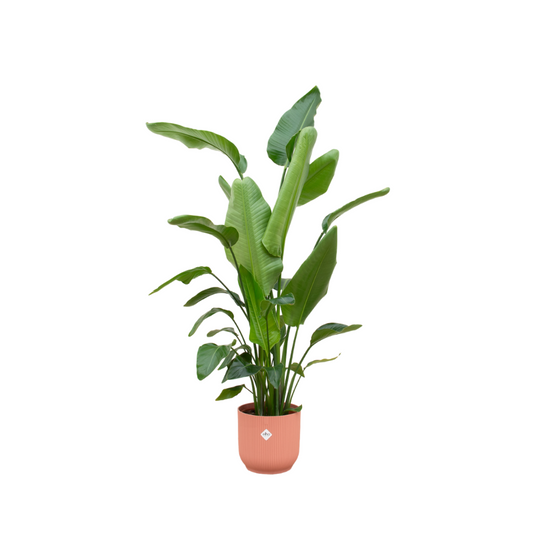 Strelitzia Nicolai mit elho Vibes Fold Round Topf Ø30 cm, 180 cm