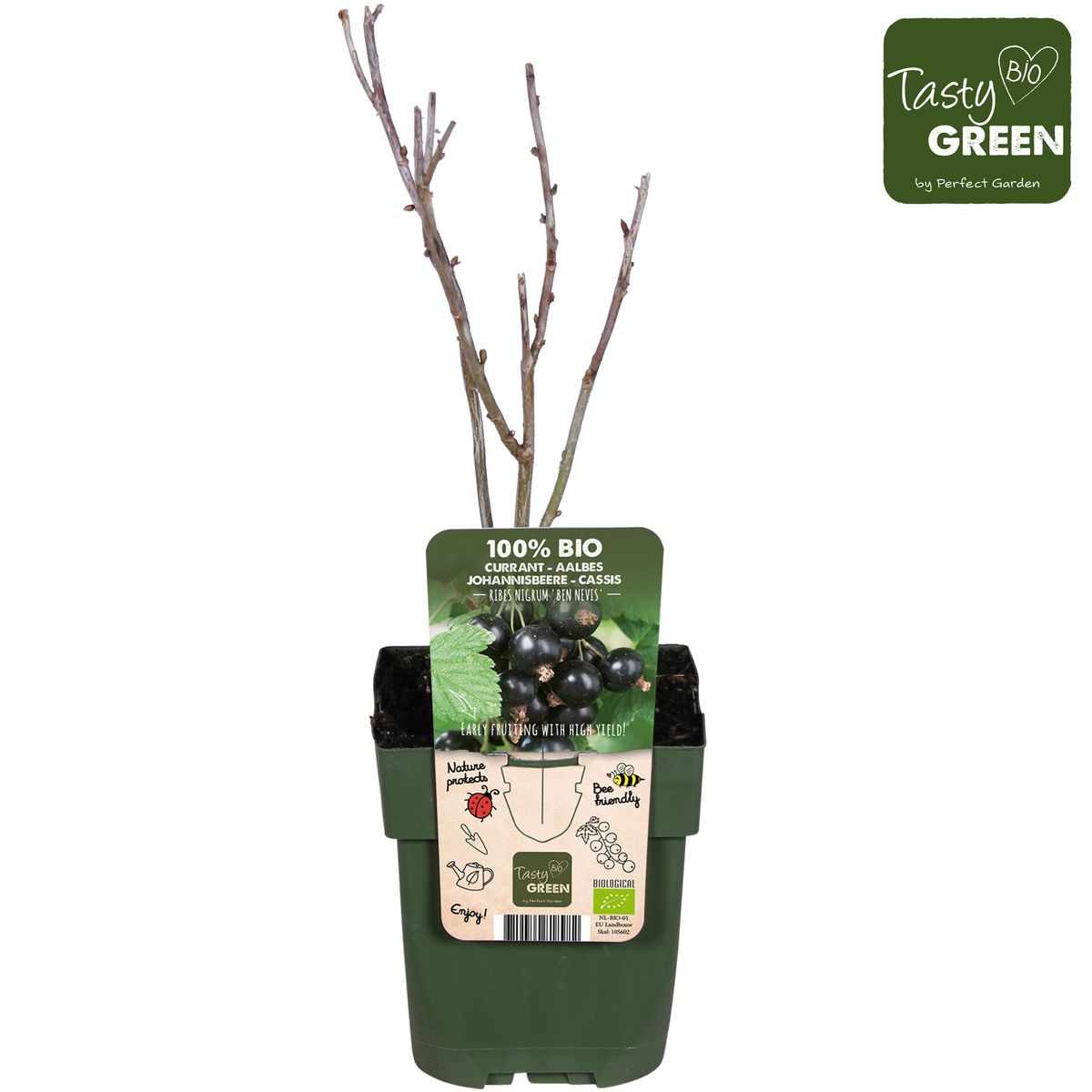 Schwarze Johannisbeere 'Ben Nevis' – Bio-Beerenstrauch Ø13cm