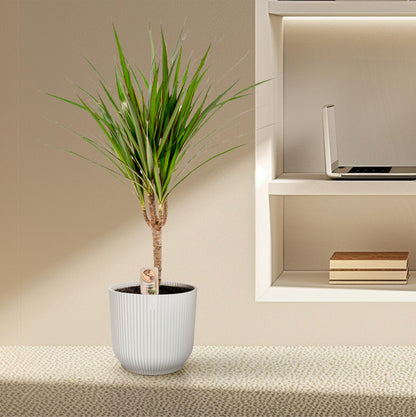 Dracaena Marginata – Pflegeleichter Drachenbaum Ø14cm