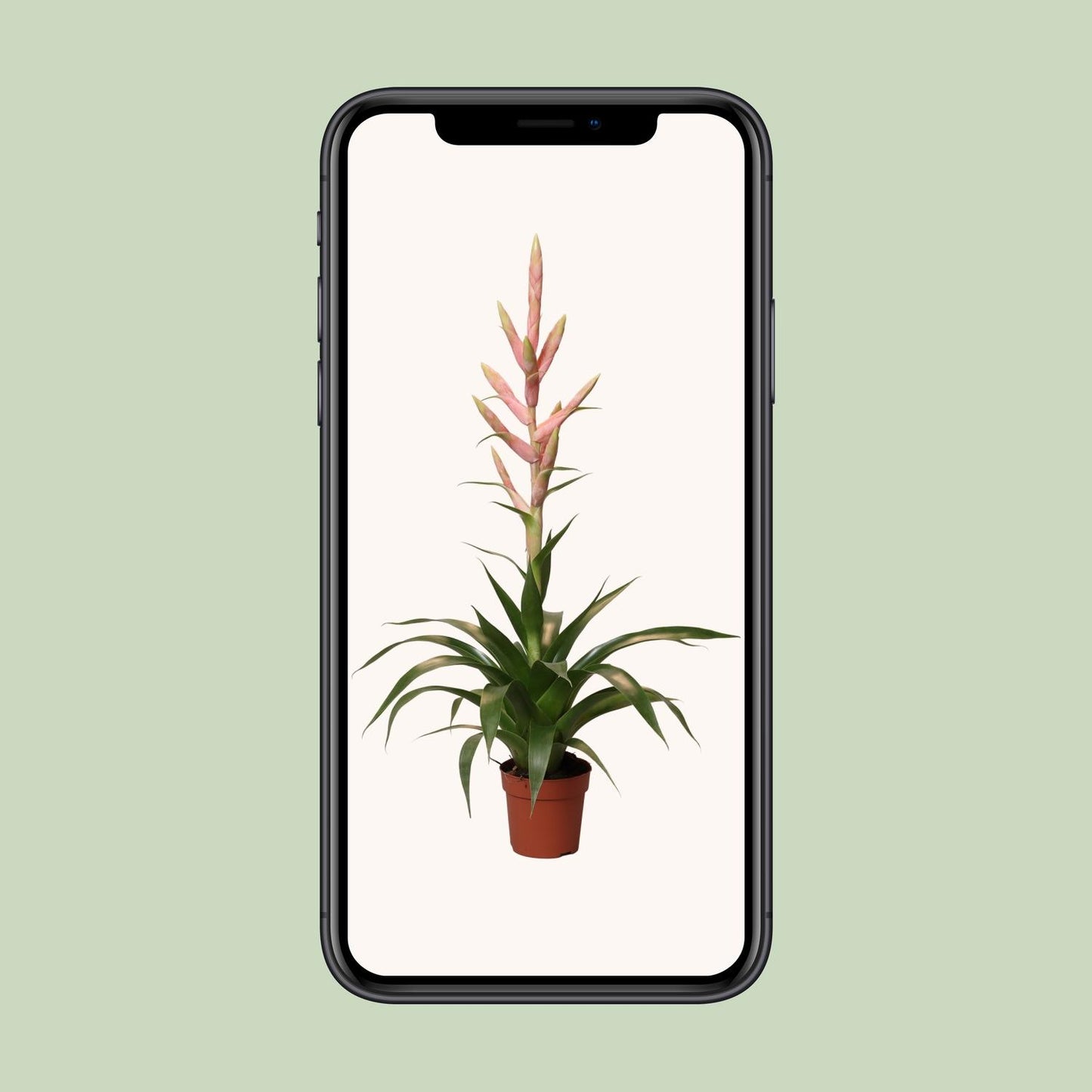 Tillandsia Dolce – pflegeleichte Luftpflanze Ø12cm, 60cm hoch