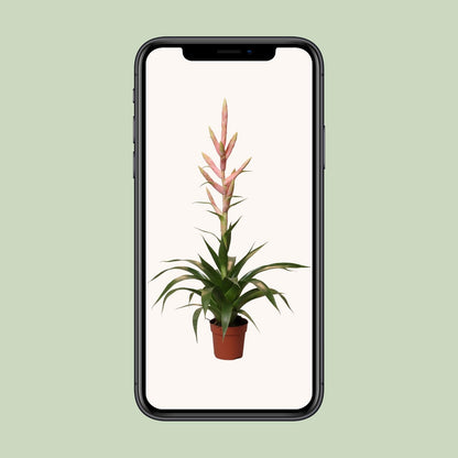 Tillandsia Dolce – pflegeleichte Luftpflanze Ø12cm, 60cm hoch