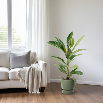 Ficus Benghalensis Roy – Pflegeleichte Zimmerpflanze Ø17cm
