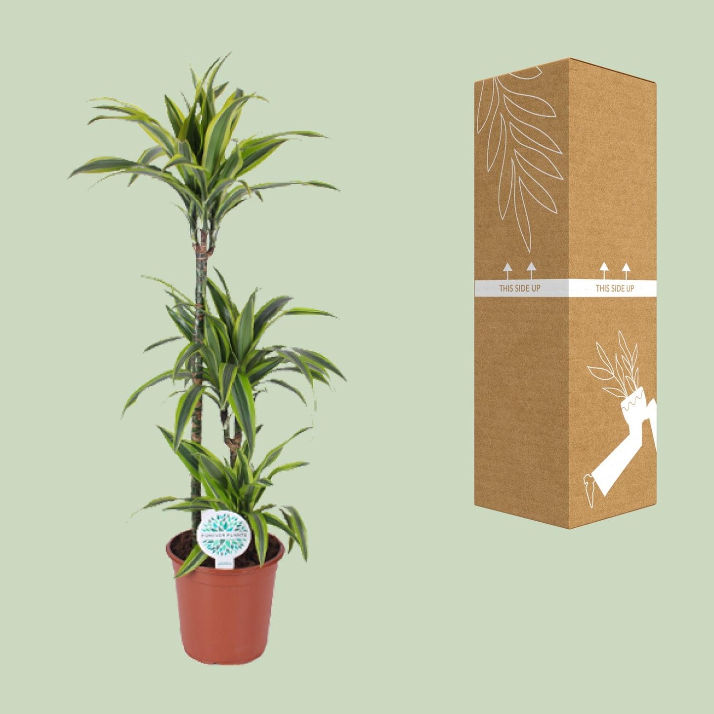 Dracaena Lemon Lime – Luftreinigende Zimmerpflanze Ø24cm