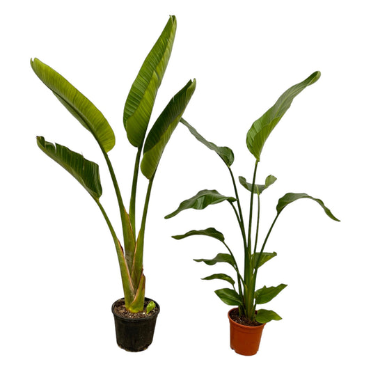 Strelitzia Nicolai & Augusta – Tropische Zimmerpflanzen 100 cm