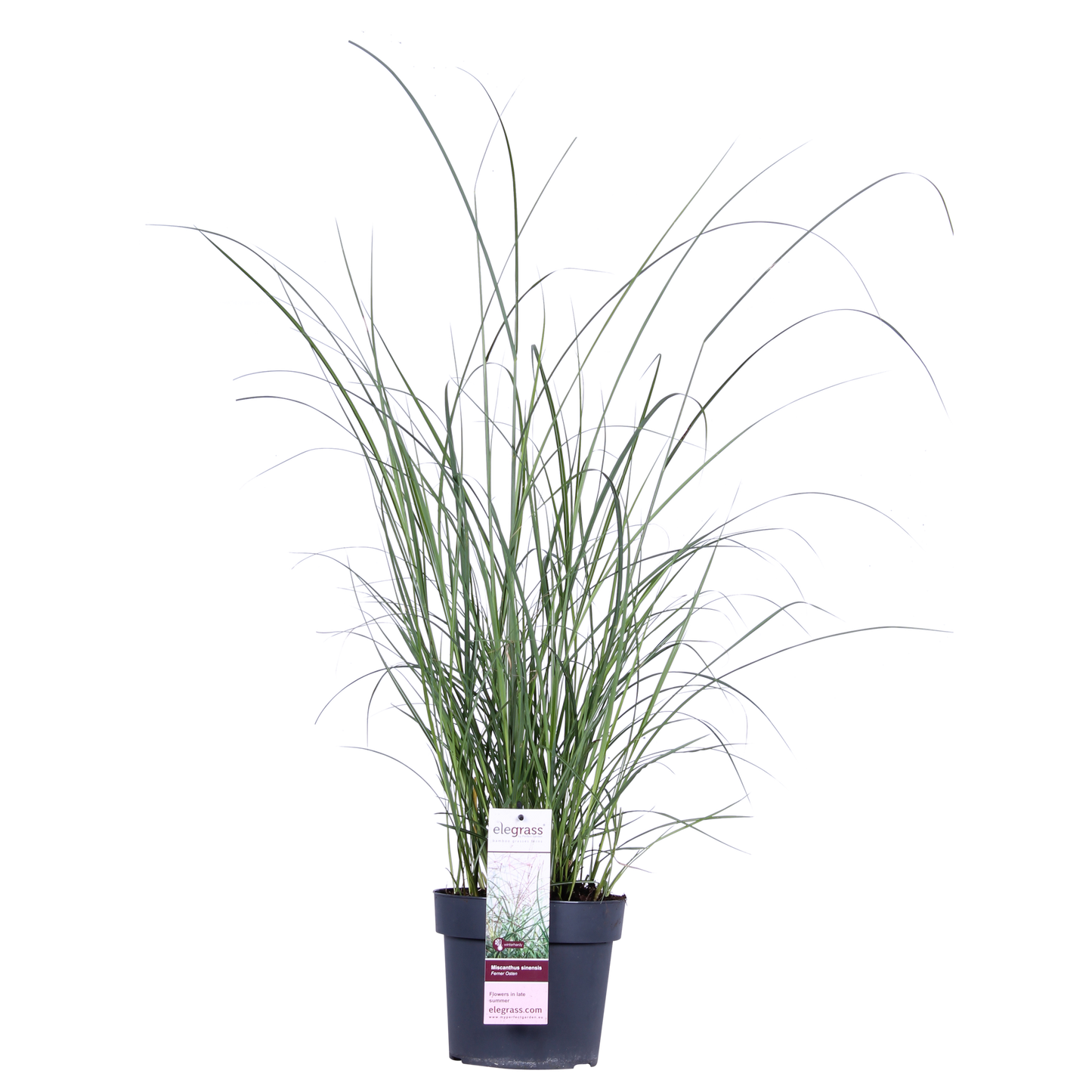 Miscanthus sinensis Ferner Osten – Robust & Pflegeleicht Ø19cm