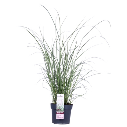 Miscanthus sinensis Ferner Osten – Robust & Pflegeleicht Ø19cm