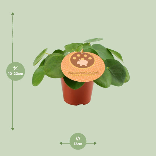 Pilea Peperomioides – Pflegeleichte Zimmerpflanze Ø12 cm