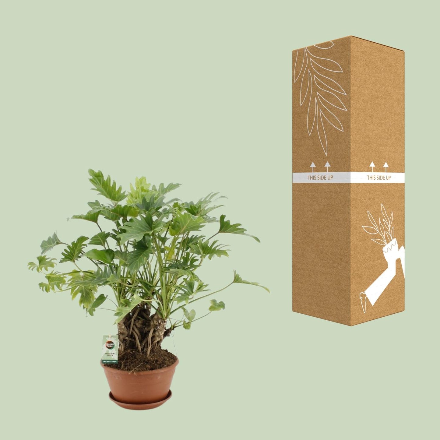 Philodendron Xanadu Op Stam – pflegeleichte Zimmerpflanze Ø22cm