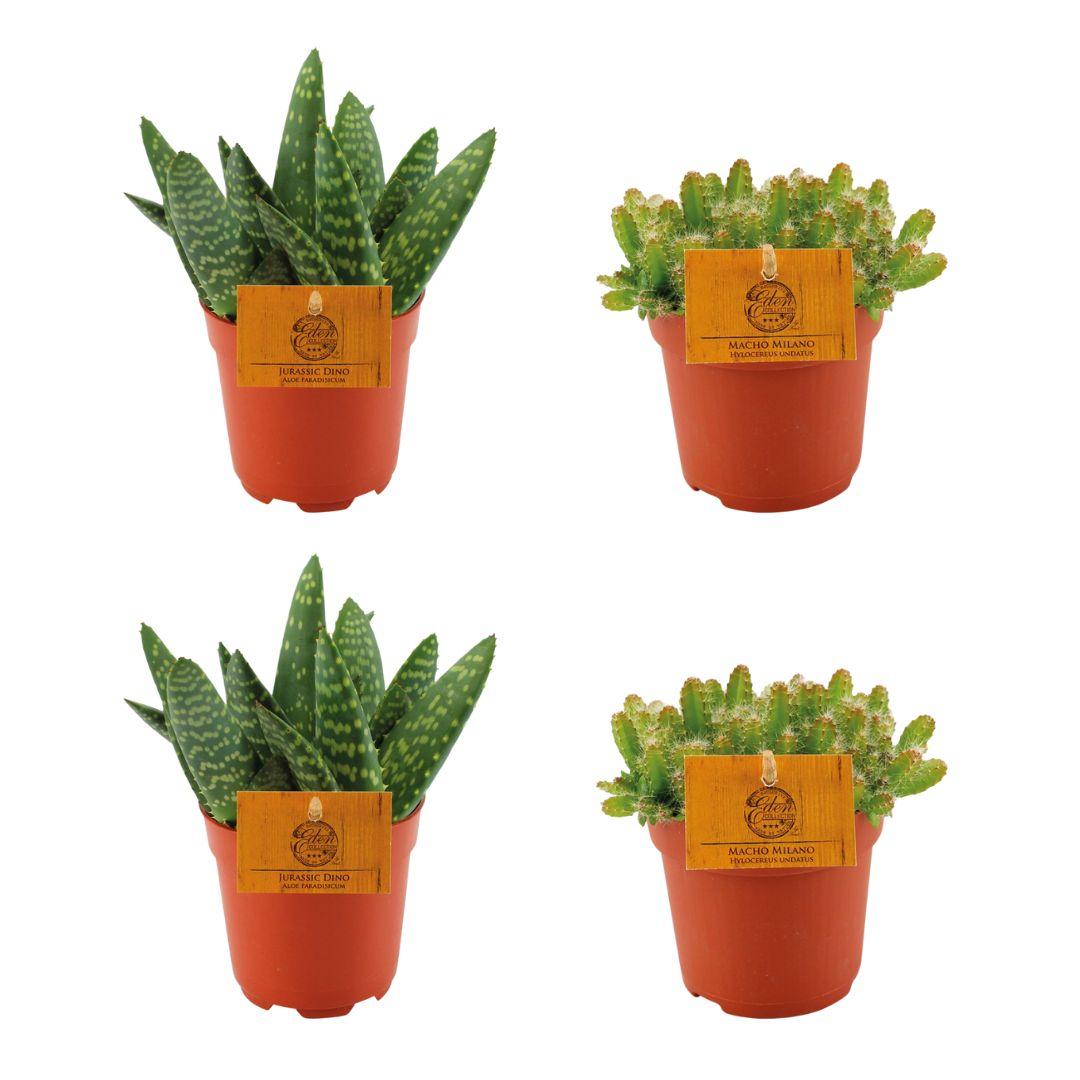 4er-Set Aloe Paradisicum & Hylocereus Undatus Ø10,5cm