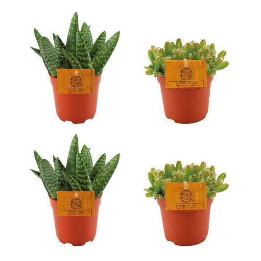 4er-Set Aloe Paradisicum & Hylocereus Undatus Ø10,5cm