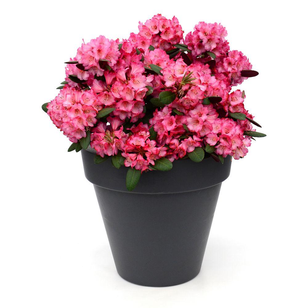 Rhododendron 'Wine & Roses' – Kompakter Blühstrauch
