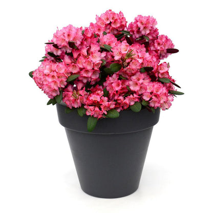 Rhododendron 'Wine & Roses' – Kompakter Blühstrauch