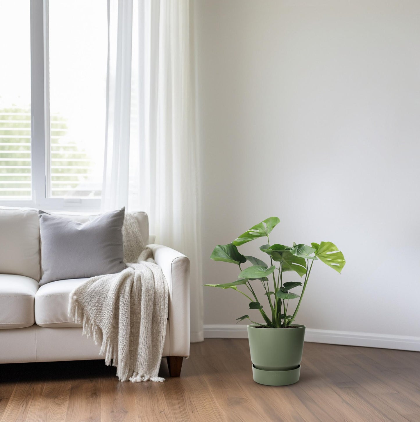Monstera Deliciosa – Pflegeleichtes Fensterblatt, 65 cm