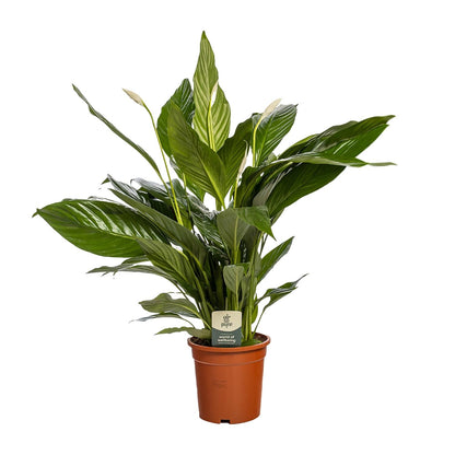 Spathiphyllum Bingo Cupido – Pflegeleichte Friedenslilie Ø19cm