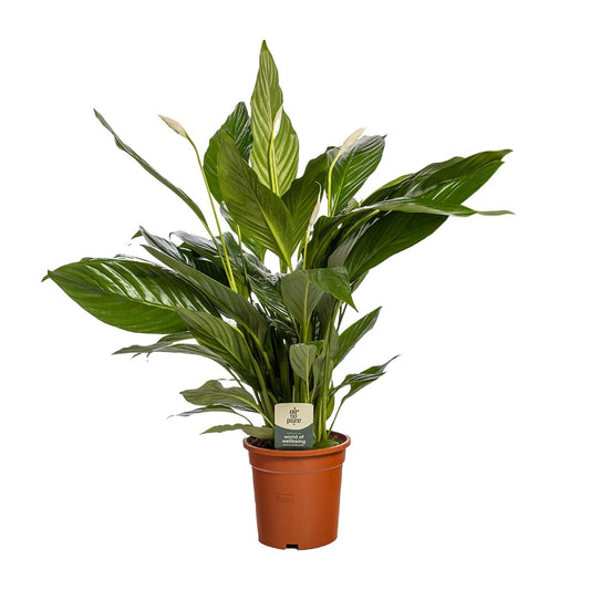 Spathiphyllum Bingo Cupido – Pflegeleichte Friedenslilie Ø19cm