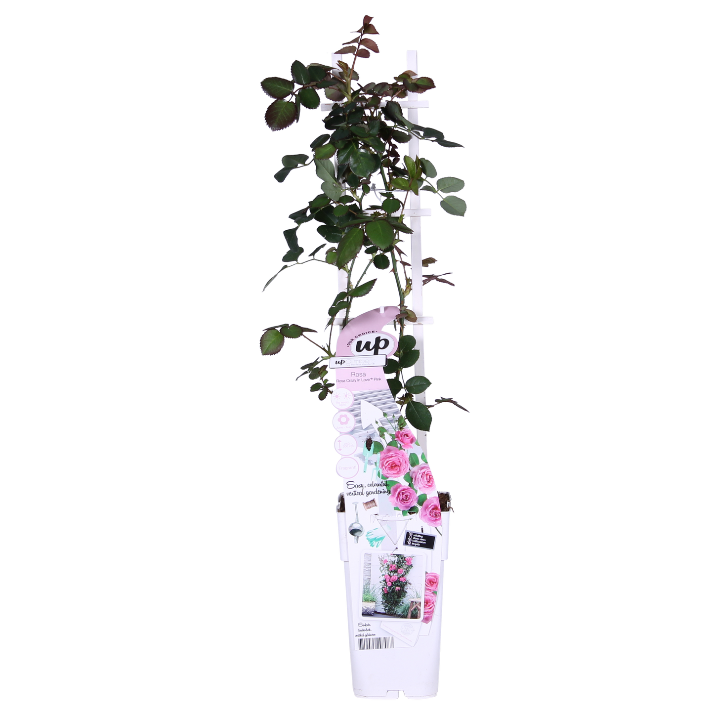 Kletterrose ‚Crazy in Love Pink‘ – Ø15 cm Topf, ca. 65 cm hoch