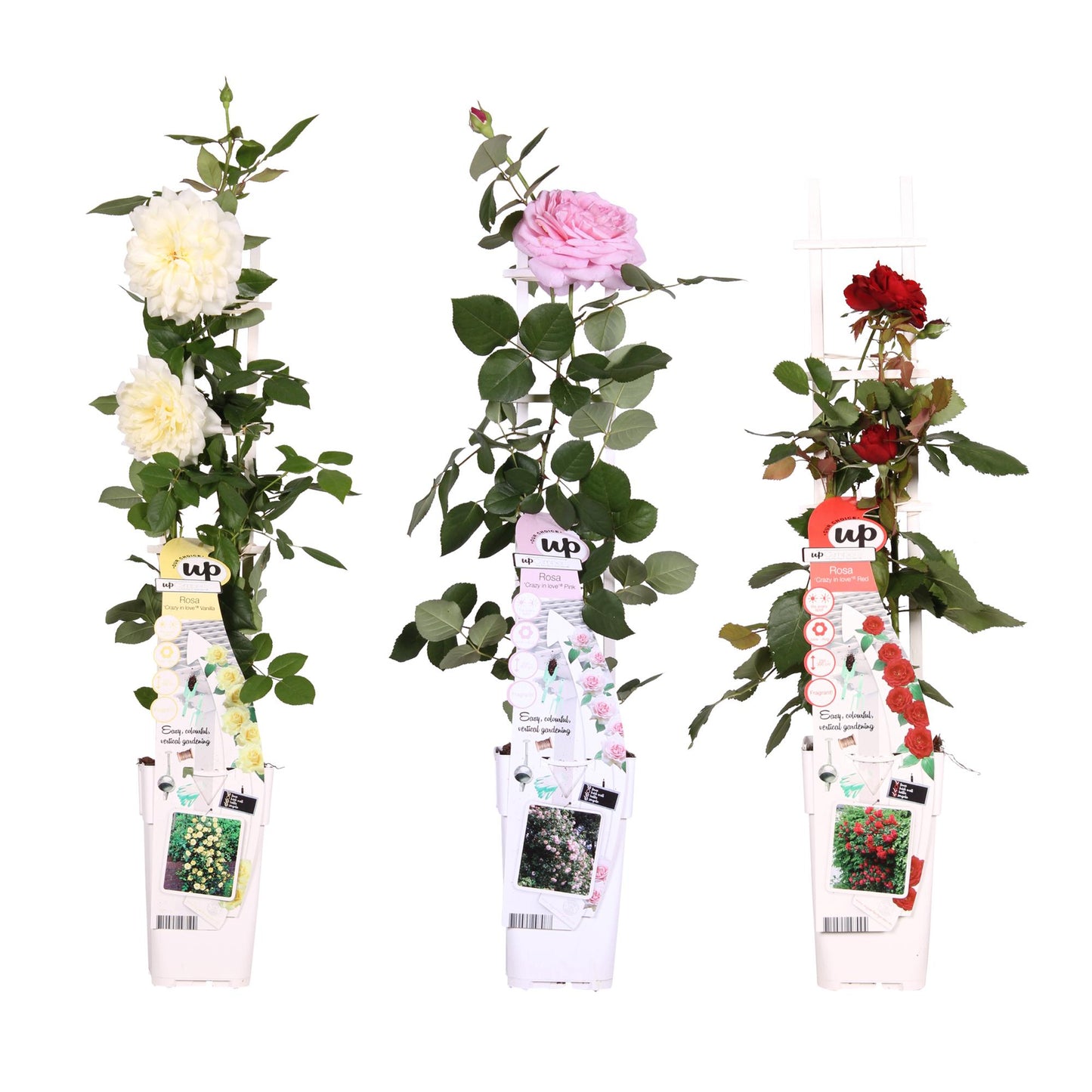 Rosen Mix 3er Set – 65 cm, Topf Ø15 cm