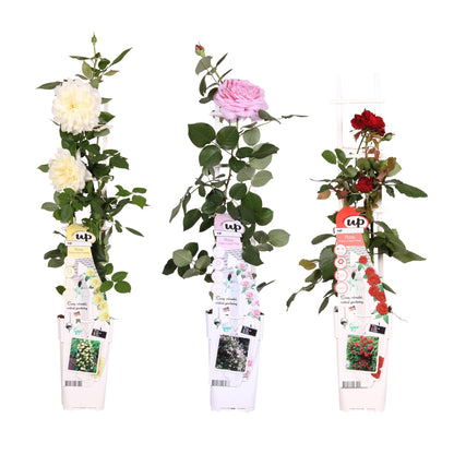 Rosen Mix 3er Set – 65 cm, Topf Ø15 cm