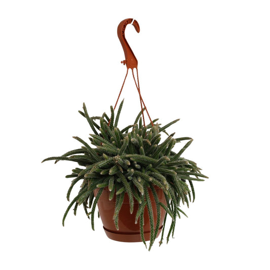 Rhipsalis Baccifera Horrida – Pflegeleichte Trendpflanze Ø17cm
