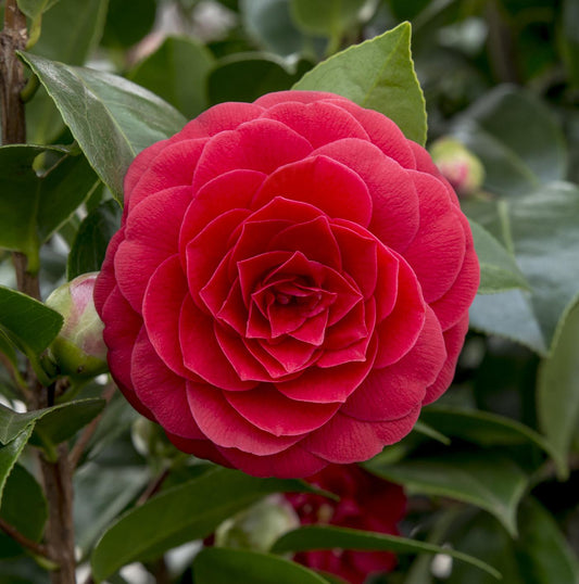 Camellia japonica 'Black Lace' – Immergrüner Strauch Ø19cm