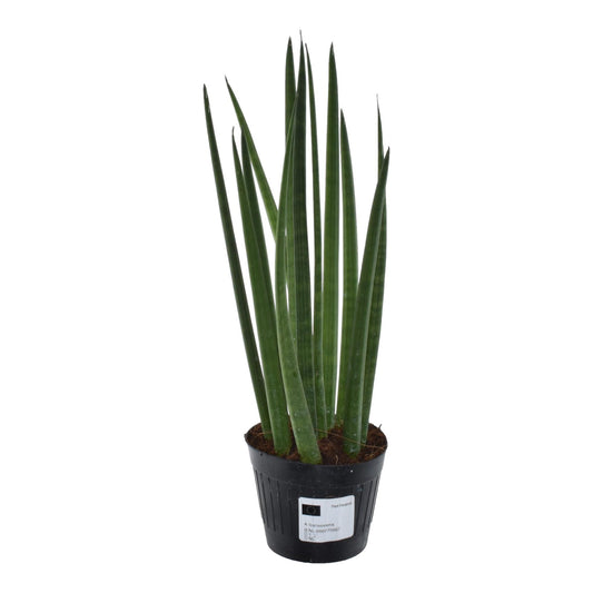 Sansevieria cylindrica 'Bacularis' – pflegeleichte Zimmerpflanze 38 cm