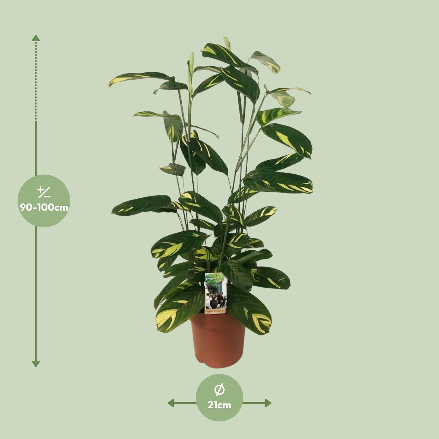 Ctenanthe Lubbersiana – Pflegeleichte Trendpflanze Ø21cm